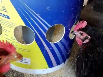 Comedero económico para gallinas (sin desperdicio de comida).Cheap hen feeder (without food waste)