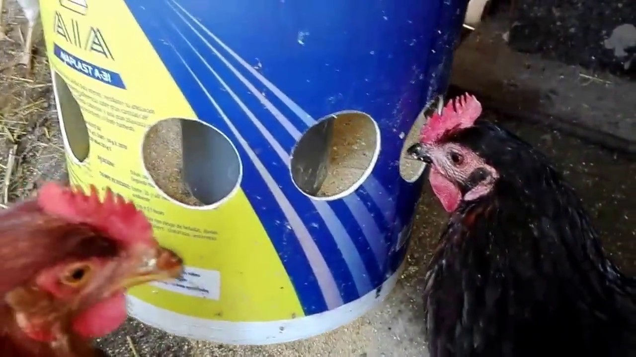 Comedero económico para gallinas (sin desperdicio de comida).Cheap hen feeder (without food waste)