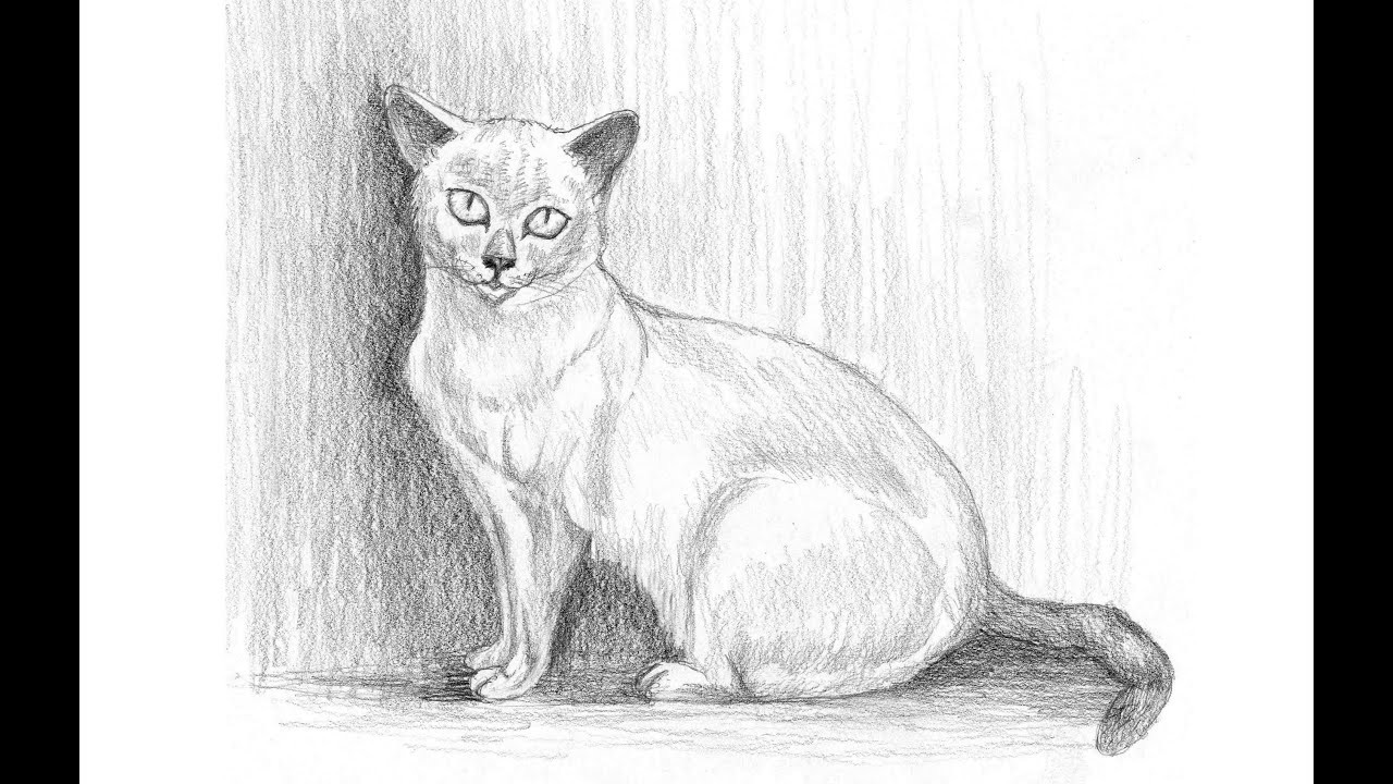 Cómo Dibujar Un Gato (Explicado paso a paso)