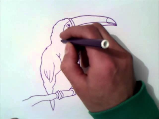 Como dibujar un tucan | como dibujar un tucan paso a paso