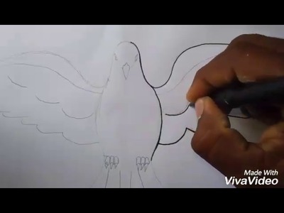 Como dibujar una paloma  fácil y sencillo