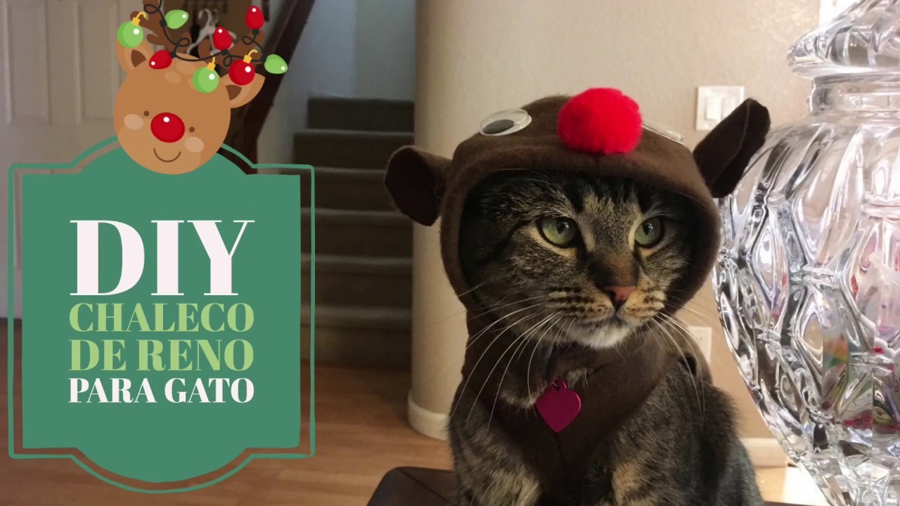 DIY Chaleco de Reno para Gato