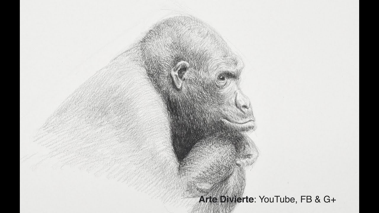 Cómo dibujar un gorila - Narrado