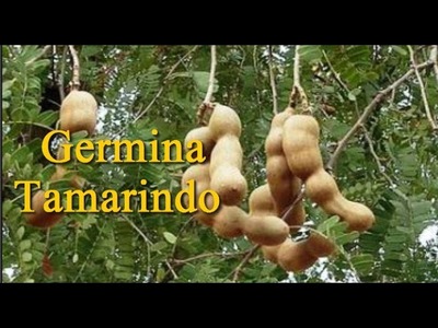 Germina Tamarindo (Tamarindus indica)