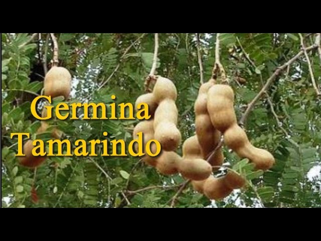 Germina Tamarindo (Tamarindus indica)