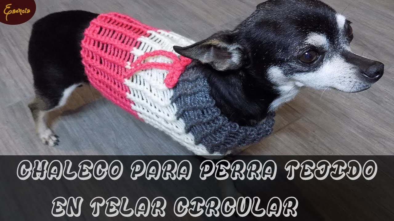 DIY CHALECO PARA PERRO EN TELAR CIRCULAR