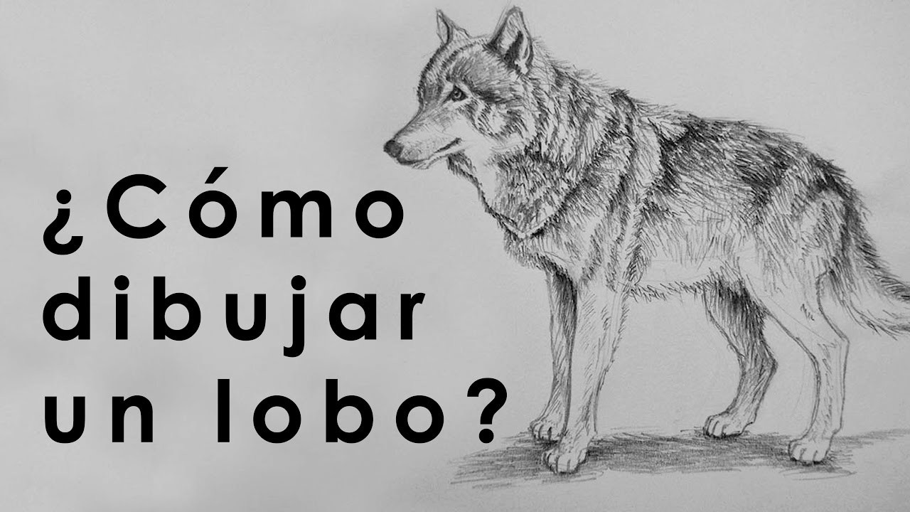 TUTORIAL - ¿Cómo dibujar un lobo? Con Lápiz.