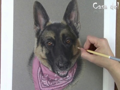 Como Dibujar Perro Pastor Aleman Realista - Arte Realista
