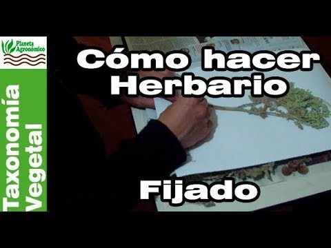 Cómo hacer un herbario - 3-5 - Fijado de la planta en cartón