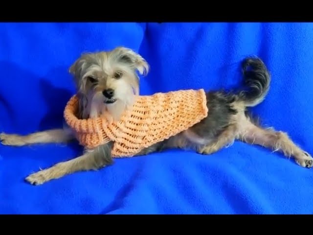 Sueter o jersey para perro  tejido con telar.knitting loom dog sweater