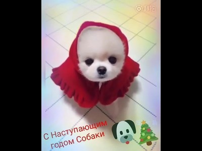 Kawaii perro cuenta su historia navideña