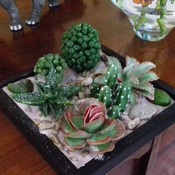 cactus de pasta ceramica