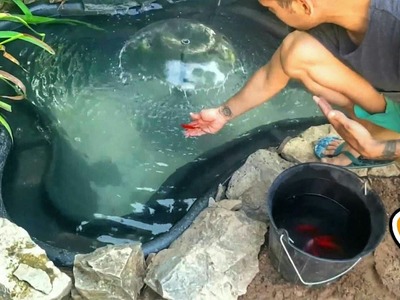 Primeros peces del estanque