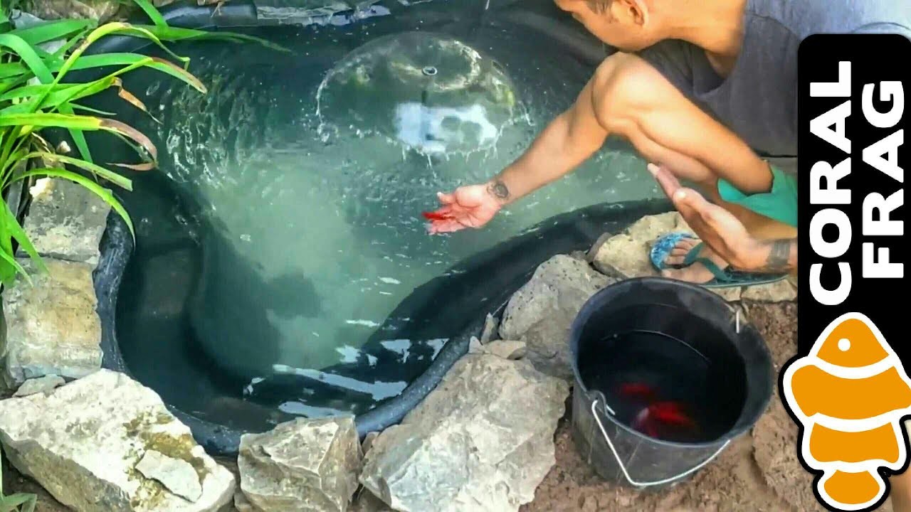 Primeros peces del estanque