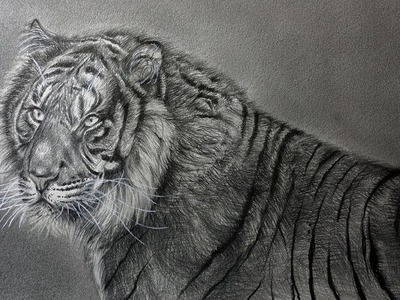 Dibujo Realista de un Tigre a Lápiz - Realismo