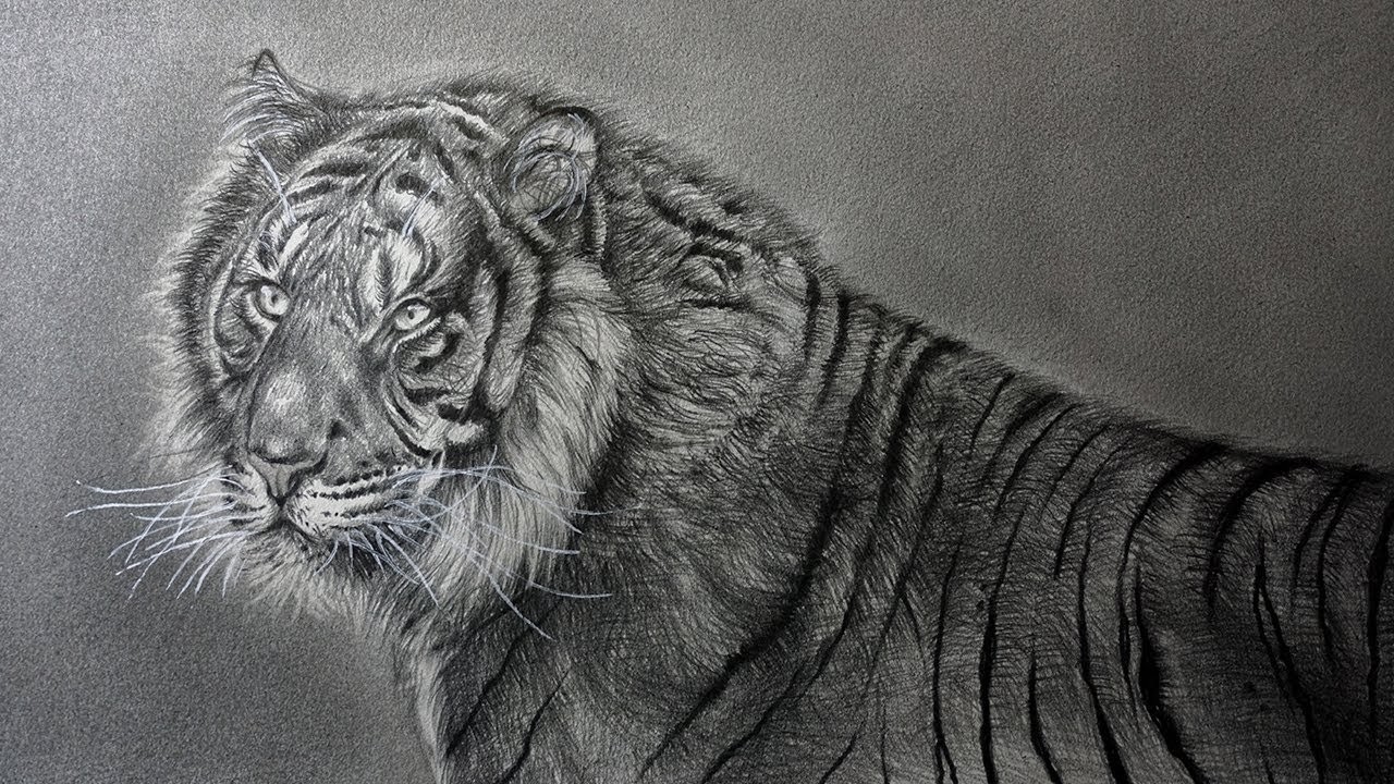 Dibujo Realista de un Tigre a Lápiz - Realismo