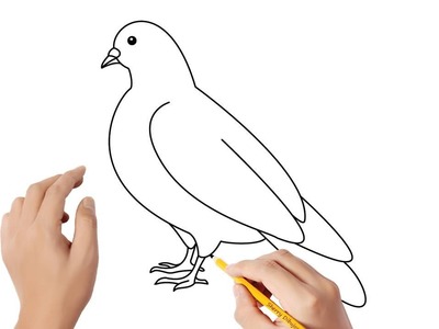 Cómo dibujar una paloma | Dibujos sencillos