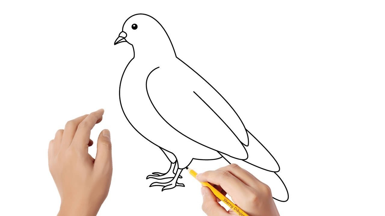 Cómo dibujar una paloma | Dibujos sencillos