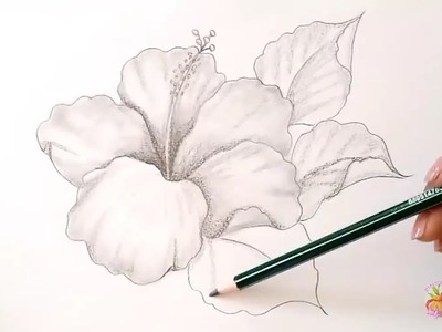Dibujos A Lápiz Como Dibujar Una Flor. Hibiscus. How To Draw A Flower