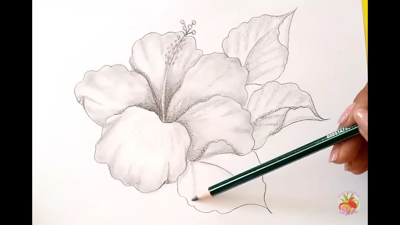 Dibujos A Lápiz Como Dibujar Una Flor. Hibiscus. How To Draw A Flower