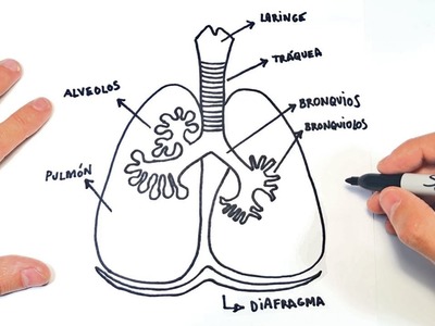 Como dibujar el Sistema Respiratorio