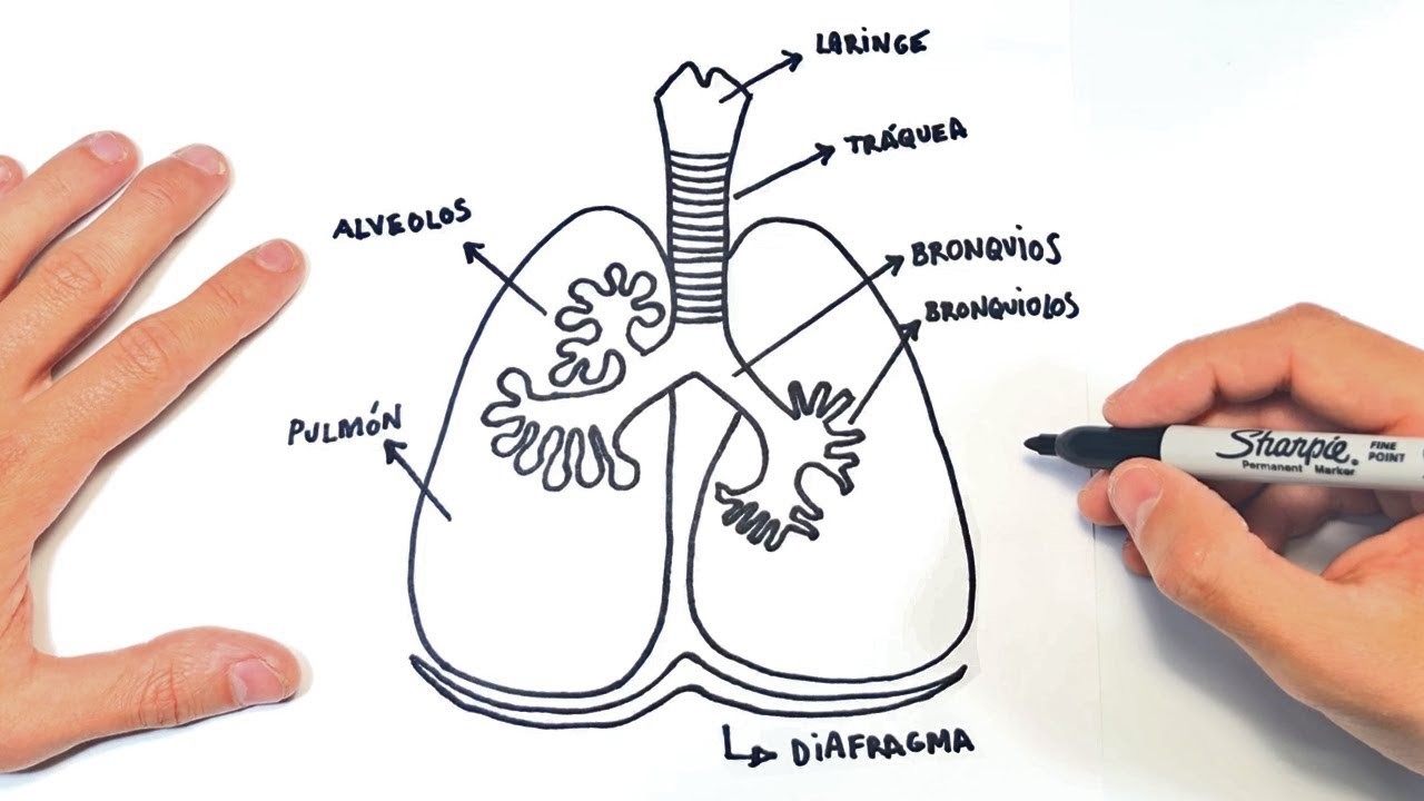 Como dibujar el Sistema Respiratorio