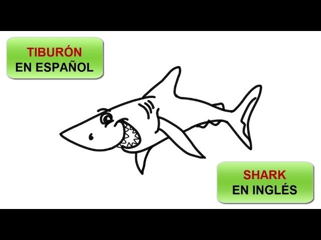 COMO DIBUJAR UN TIBURÓN Y APRENDE COMO SE ESCRIBE EN INGLÉS