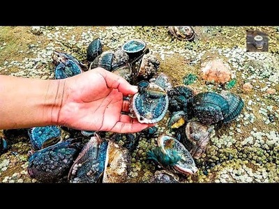 Así se extraen los marisco de las rocas || How seafood is extracted.