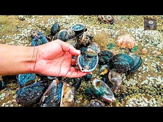 Así se extraen los marisco de las rocas || How seafood is extracted.