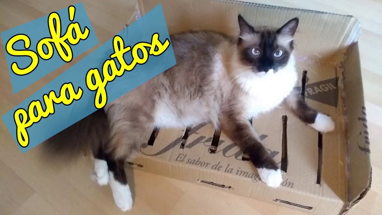 SOFÁ para GATOS ???????????? DIY 2019