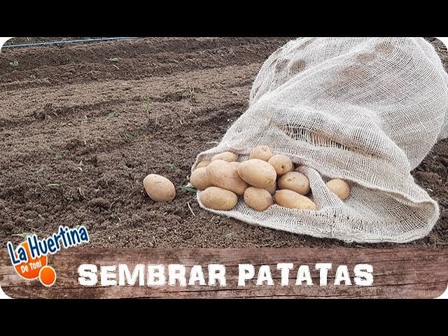 Como Sembrar Patatas O Papas En El Huerto || La Huertina De Toni