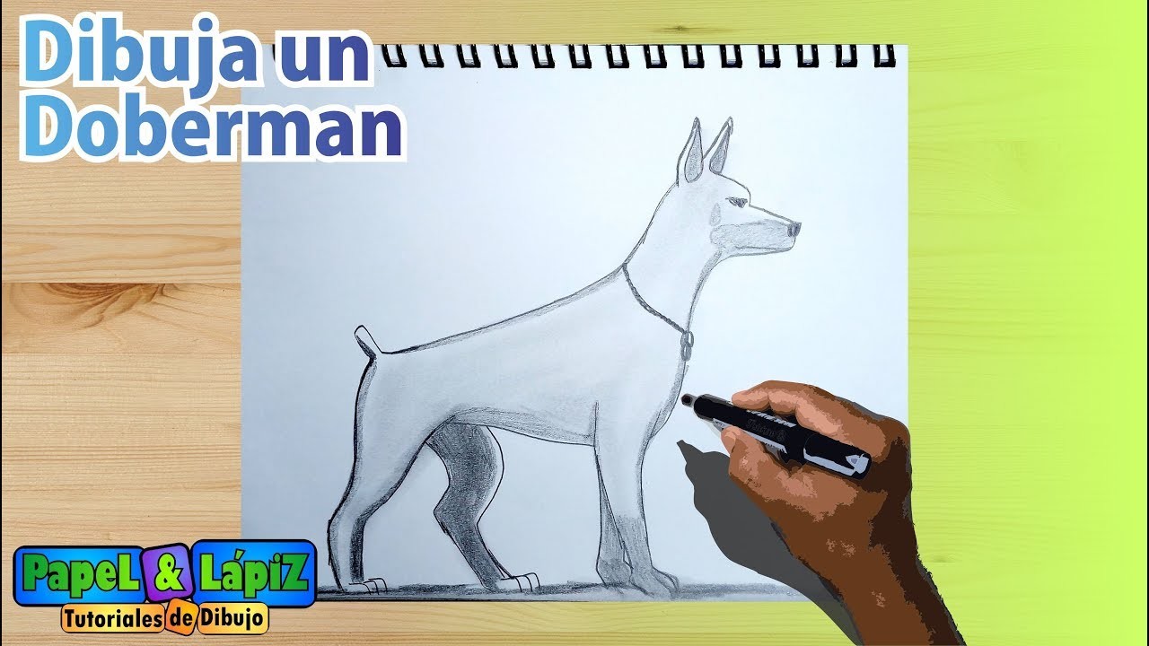 Aprende a dibujar un perro Doberman
