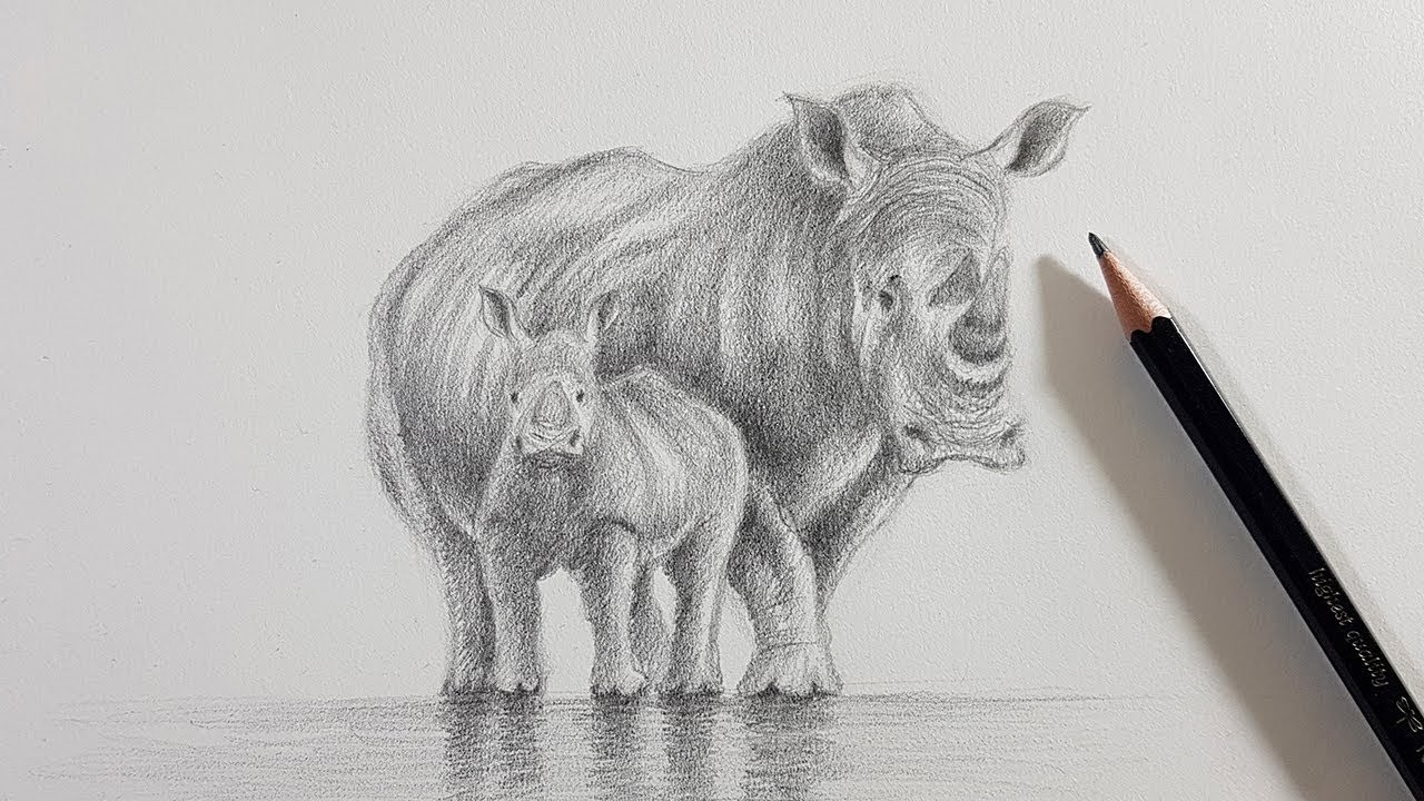 Cómo Dibujar unos Rinocerontes con LÁPICES H