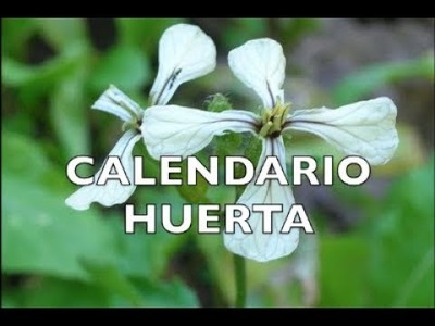 Calendario huerta completo para Argentina y Hemisferio Sur