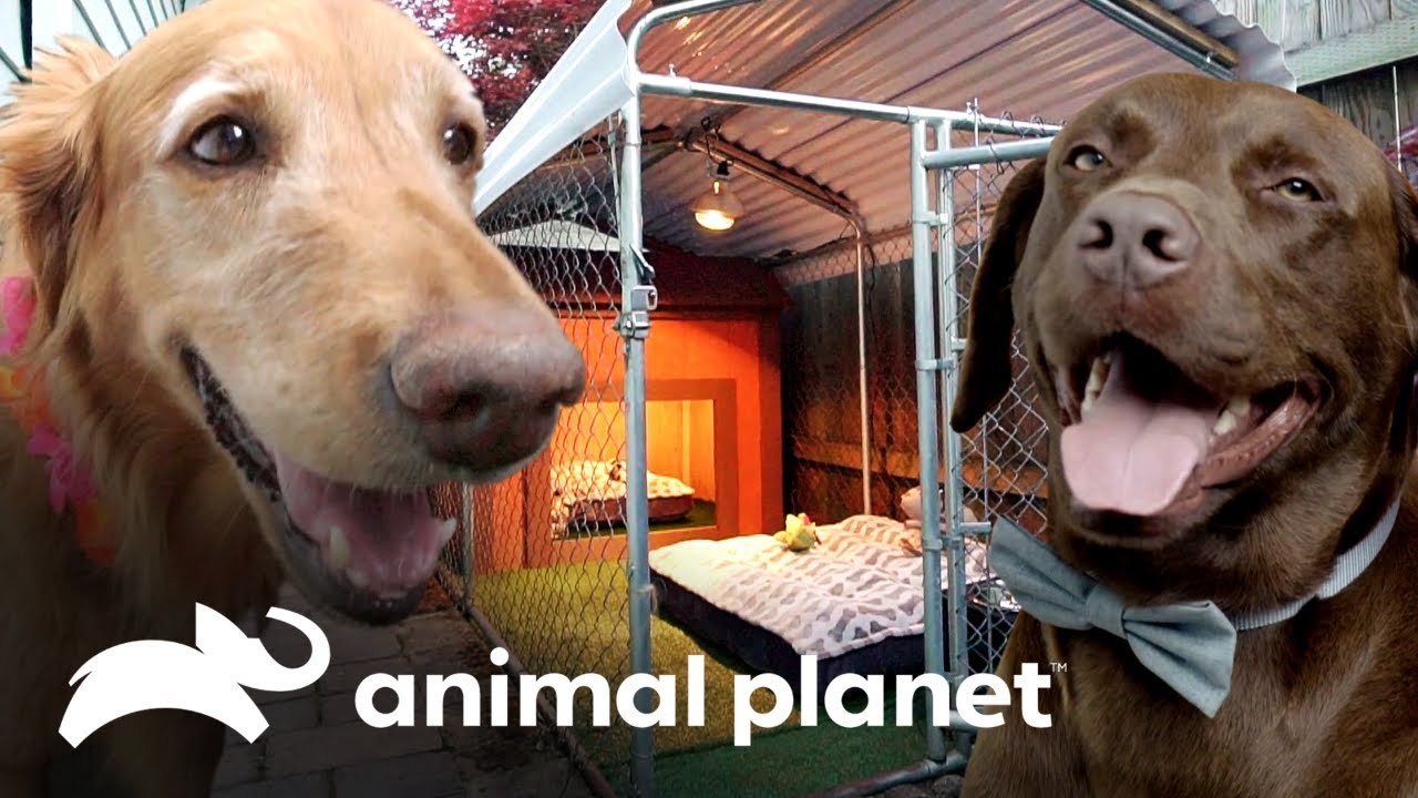 ¡Perros enamorados reciben una perrera para dos! | Guaridas con estilo | Animal Planet