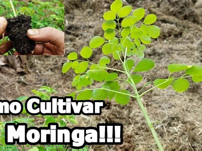 Como cultivar Moringa paso a paso