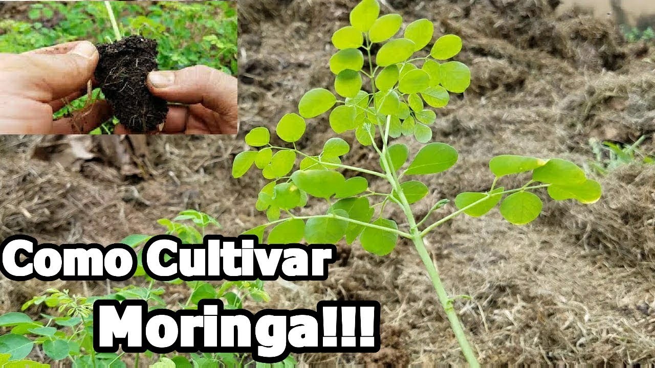 Como cultivar Moringa paso a paso