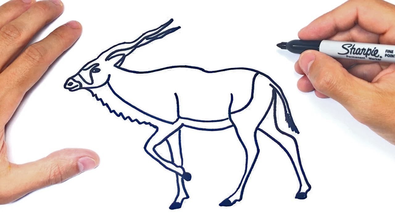 Cómo dibujar un Antilope Paso a Paso | Dibujo de Antilope