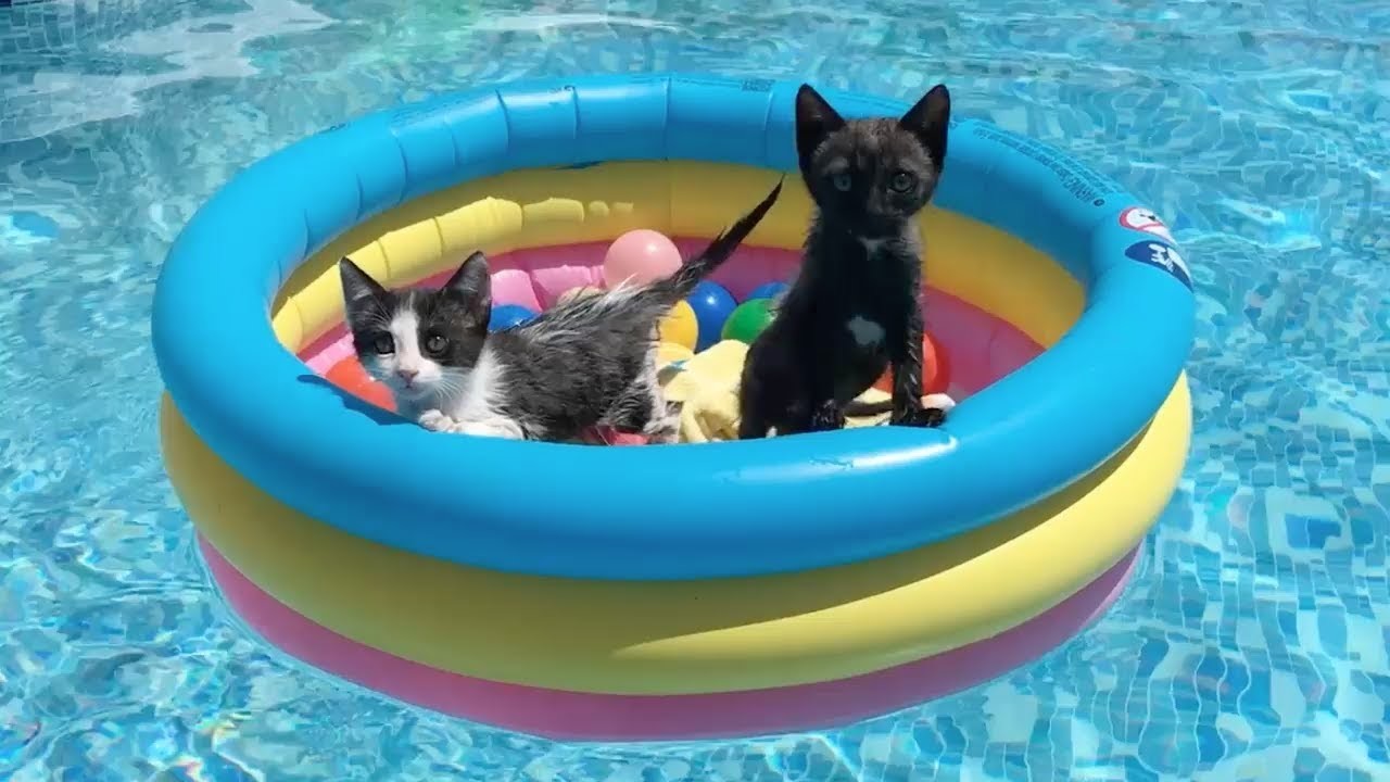 Mis gatitos bebés Luna y Estrella y la fiesta en la piscina jugando con una alberca. Funny cats