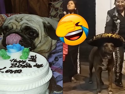 Perros Que Celebraron Su Fiesta De Cumpleaños ????????