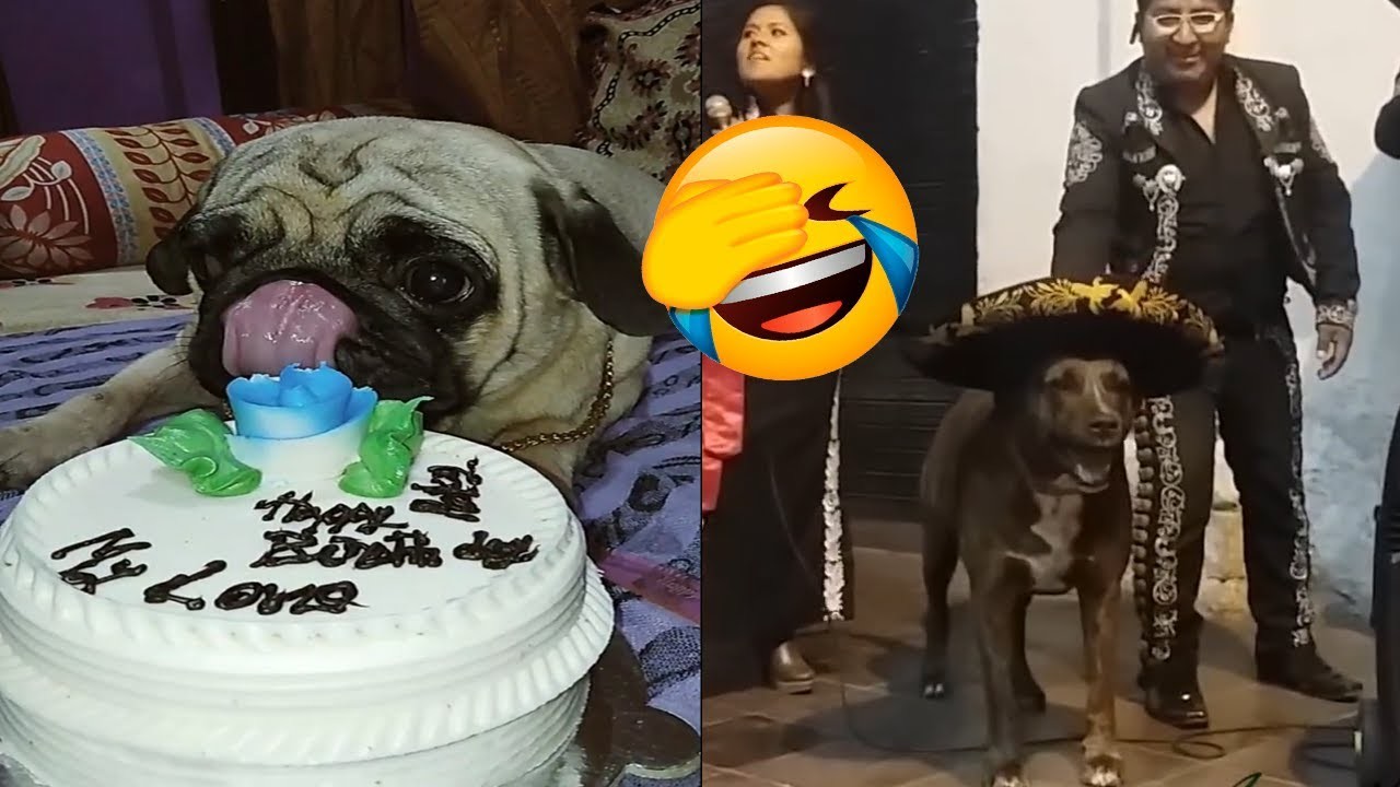 Perros Que Celebraron Su Fiesta De Cumpleaños ????????