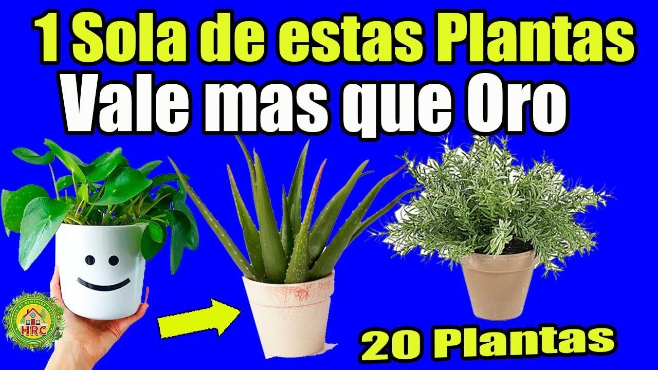 Si Tienes 1 de estas 20 Plantas en tu Casa, No Sabias que Tienes un tesoro! Cuídala como a tu Vida!