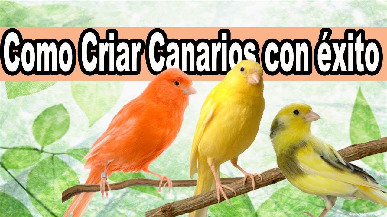 Truco para Criar Canarios con Exito y Muy Fácil