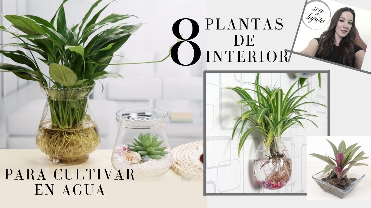 8 PLANTAS DE INTERIOR PARA CULTIVAR  EN AGUA ????????8 indoor plants to grow in water.