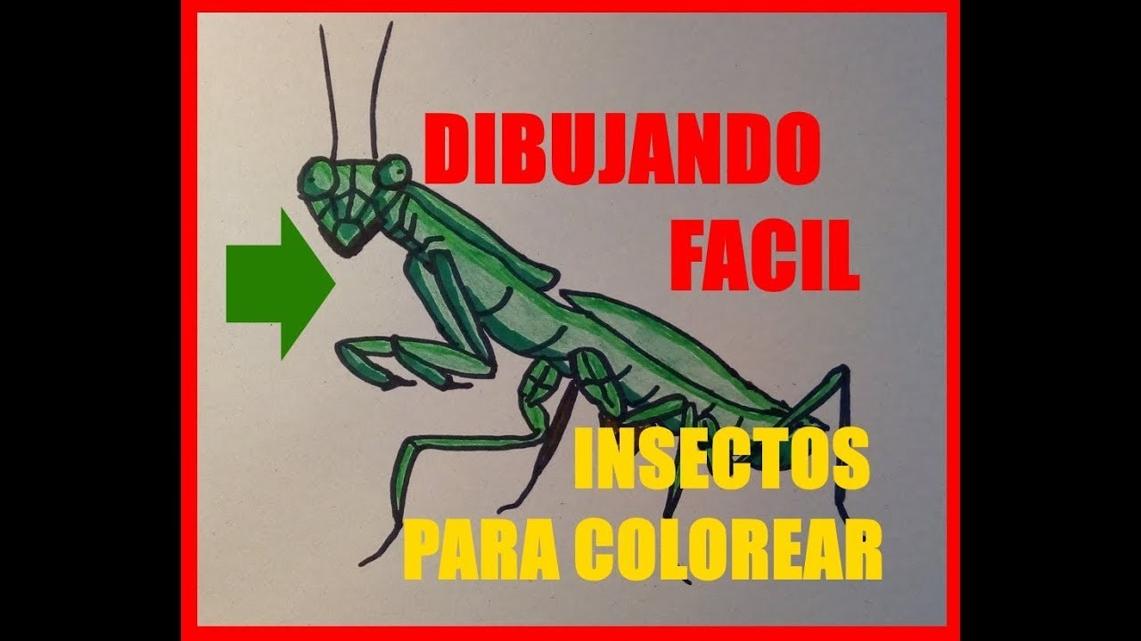 Como DIBUJAR INSECTOS para principiantes! ????????✅ (MANTIS RELIGIOSA FACIL)