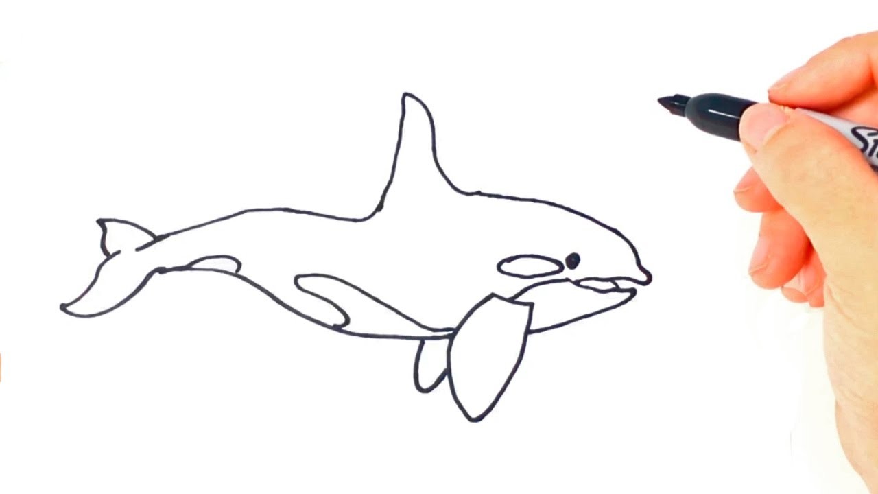 Como dibujar un Orca paso a paso | Dibujo facil de Orca