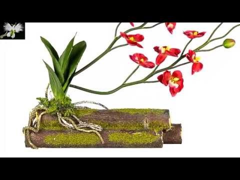 Colocar una orquídea en tronco, mi diario de jardin