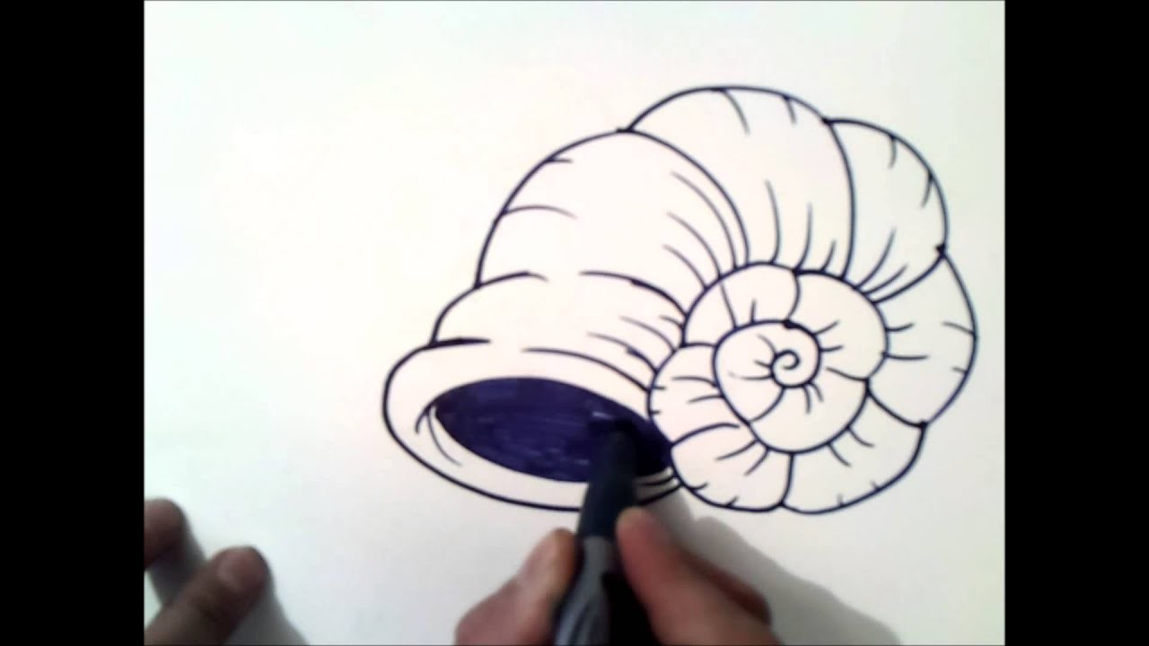 Como dibujar una caracol de mar