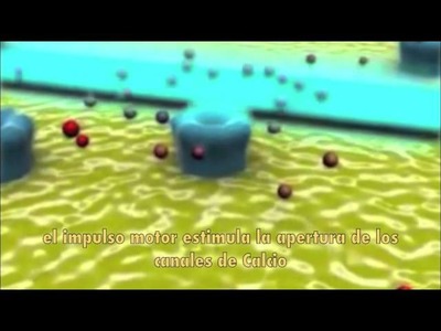 Unión Neuromuscular Subtitulada