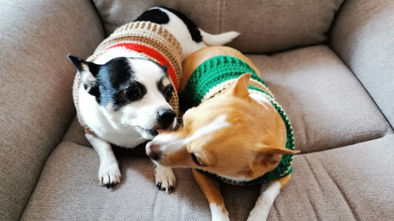 Suéter  para perrito o gatito. Crochet Adriana